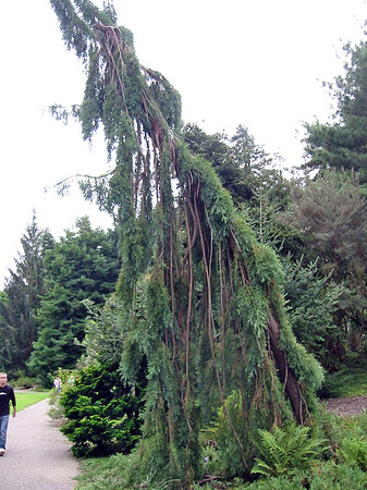 Golden Gate Park mit Botanischen Garten Foto 