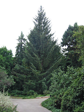 Foto Golden Gate Park mit Botanischen Garten