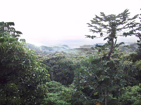 Foto In Hawaiis Wäldern - 