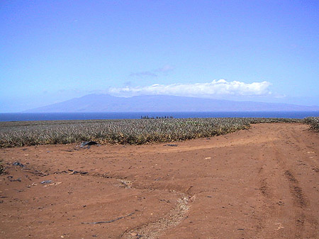 Pflanzen in der Wüstenlandschaft Foto 