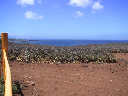 Pflanzen in der Wüstenlandschaft Fotos